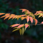 箕面の紅葉