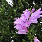 秋に咲く