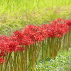 彼岸花