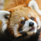 レッサーパンダ