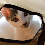 猫トンネルに自分が入ってみた