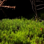 苔の森、森の苔
