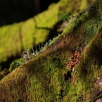 苔の森の苔