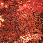 一面モミジの紅葉