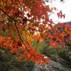 やっとお目当ての紅葉が見れた！( ;∀;)