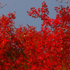 紅葉