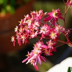 可憐な花