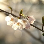 桜③