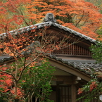 高山寺の秋