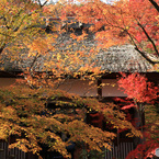 錦秋の山門