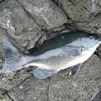 Image010