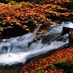 紅葉と水と枯葉