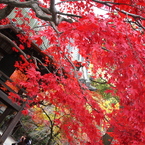 定光寺