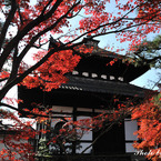 Ishi-kun_7457