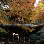 もみじ寺５