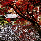 もみじ寺６
