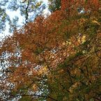 紅葉・もみじ