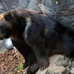 上野動物園　熊