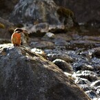 The lady on the rock