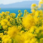 Brassica