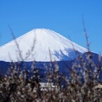 曽我梅林から眺める富嶽
