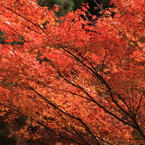 京都三千院＿紅葉1