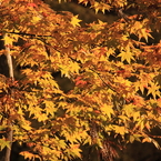 京都三千院＿紅葉4