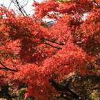 京都清水寺＿紅葉1