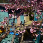 オールドレンズで　美和桜