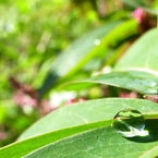 『Rain drops』キラメキ