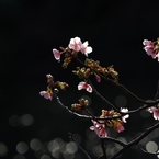 春を告げる