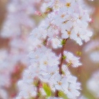 春の色 ３