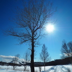 冬木と太陽
