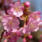 青空と初桜
