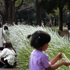 お花きれい