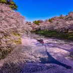 去年の弘前公園