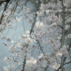 spring for tokyoites 2020