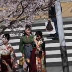 街角桜－４