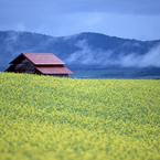 大地の赤い屋根Ⅱ　2005北海道美瑛（富良野市）