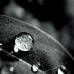『Rain drops』白と黒の狭間で輝く