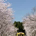 青空に満開の桜、そしてキハ３５０！