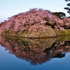 映る濠端桜花