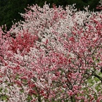 山間春爛漫