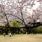 桜と歓声。