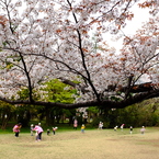 桜と歓声