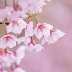 河津桜