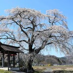 さくら日和