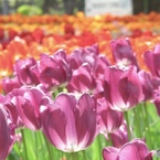 昨年の横浜公園より9