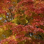 紅葉 014