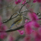 今年の写真（春）